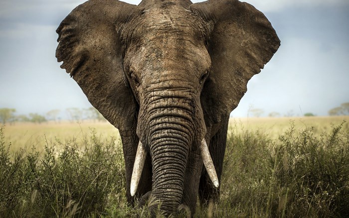 Majestic Elephant in Natural Grassland