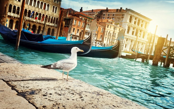 Seagull on canal in Venice with gondolas