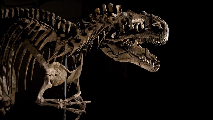 Dinosaur skeleton against a black background