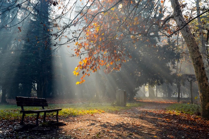 Park bench in autumn sunlight with sunbeams