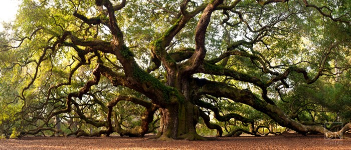 Angel Oak Tree