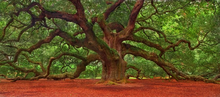 Angel Oak Tree