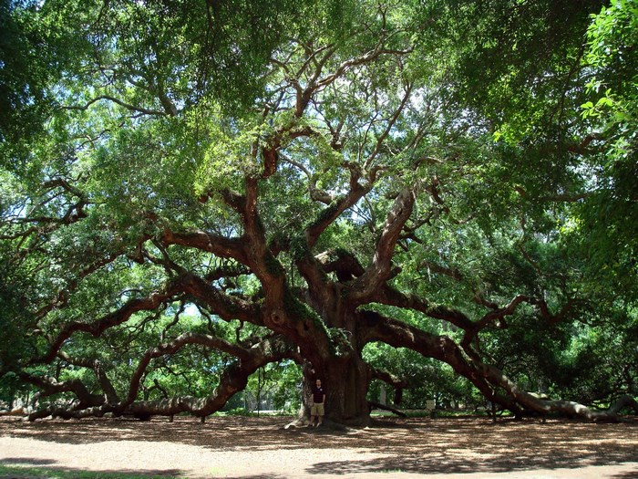 Angel Oak Tree