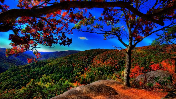 Autumn forest landscape viewed from a cliff