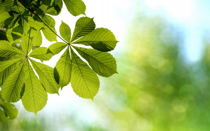 Green leaves on a branch with sunlight