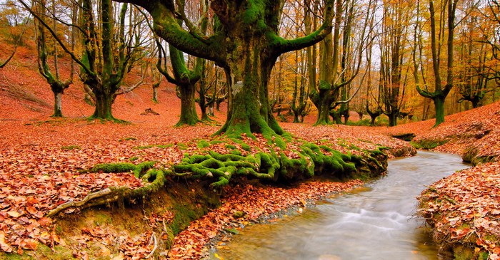 Autumn forest with stream and fallen leaves