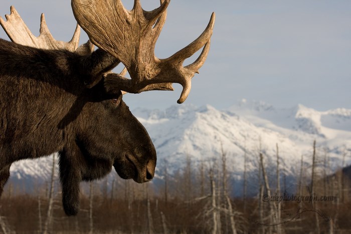 Close-up of a moose with snow-capped mountains in the background