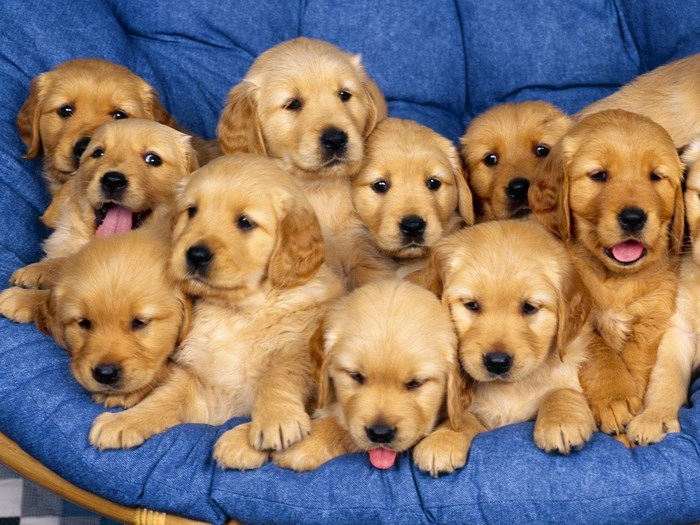 Group of Golden Retriever Puppies on Blue Cushion