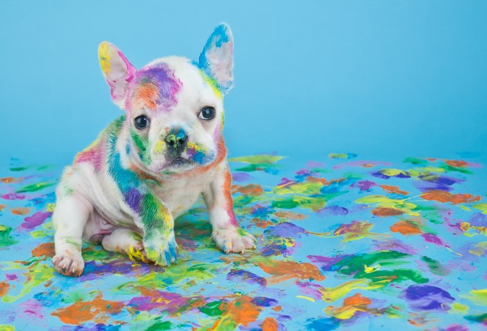 French Bulldog puppy covered in rainbow paint