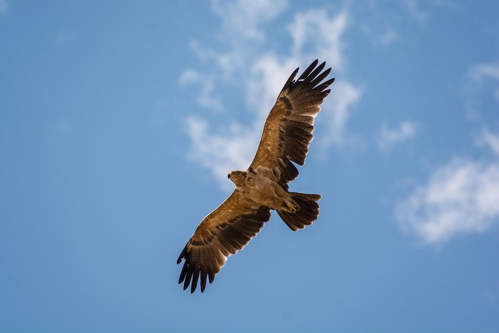 Hawk flying in a blue sky with clouds