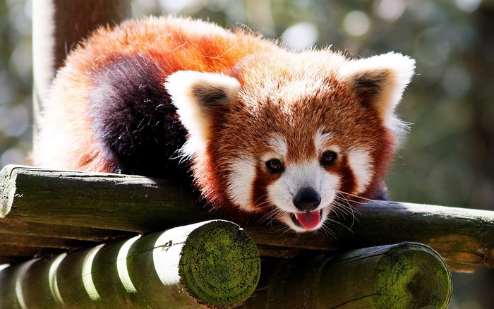Red Panda on Wooden Structure
