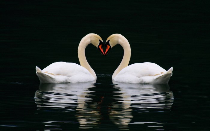 Two swans forming a heart shape