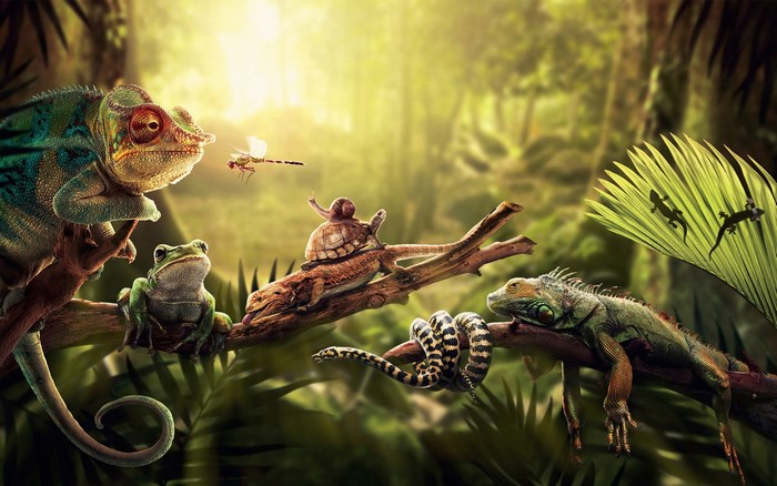 Reptiles and amphibians in a jungle setting
