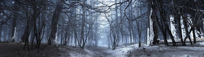 Snowy forest path with bare trees