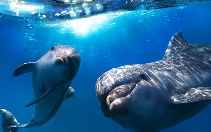 Two dolphins swimming underwater