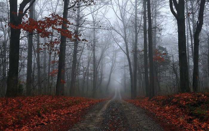 Dirt road through a foggy forest with autumn leaves