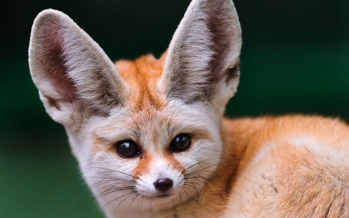 Close-up of a Curious Fennec Fox