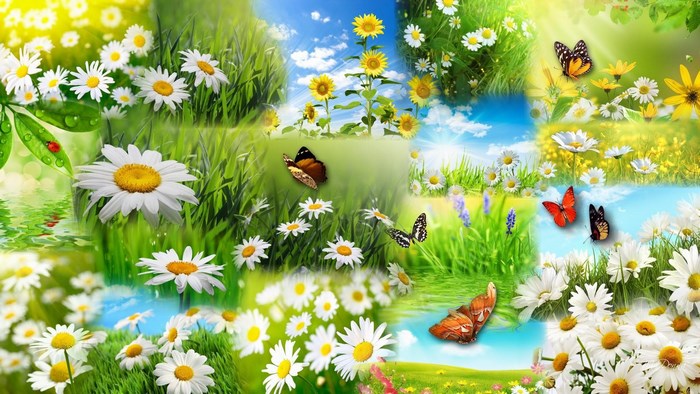 Collage of Daisies, Sunflowers, and Butterflies