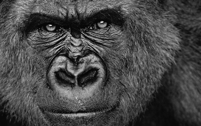 Close-up portrait of a gorilla