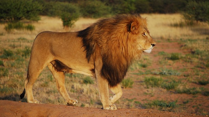 Majestic Male Lion Standing in Natural Habitat