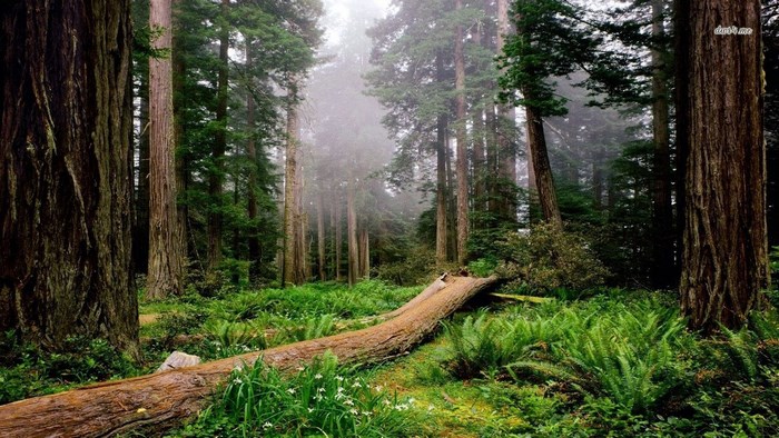 Forest with fallen log and ferns