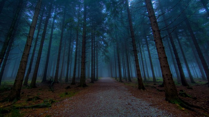 A path through a misty forest