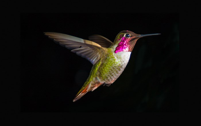 Hummingbird in flight against black background