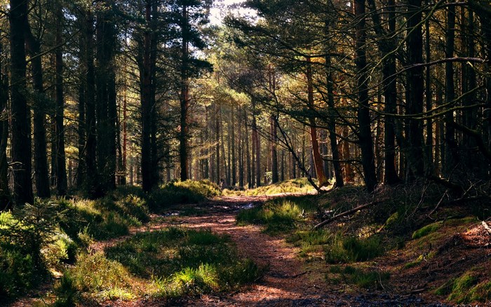 Sunlit forest path with tall pine trees