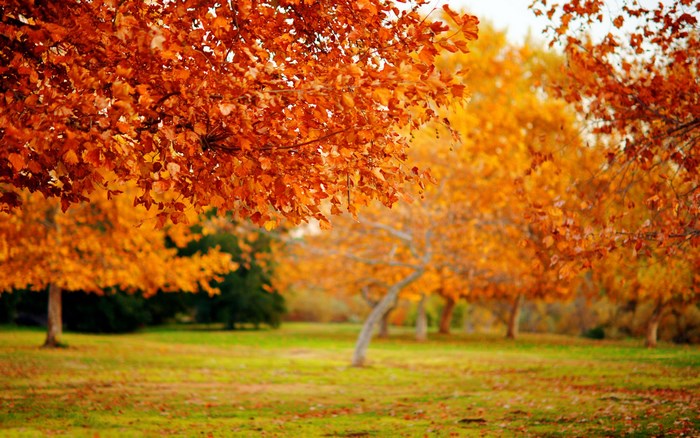 Autumn trees with orange and yellow leaves in a park