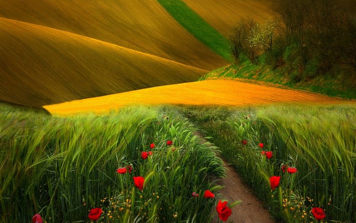 Rolling hills with poppies and wheat fields