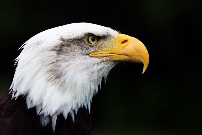 Bald eagle head profile