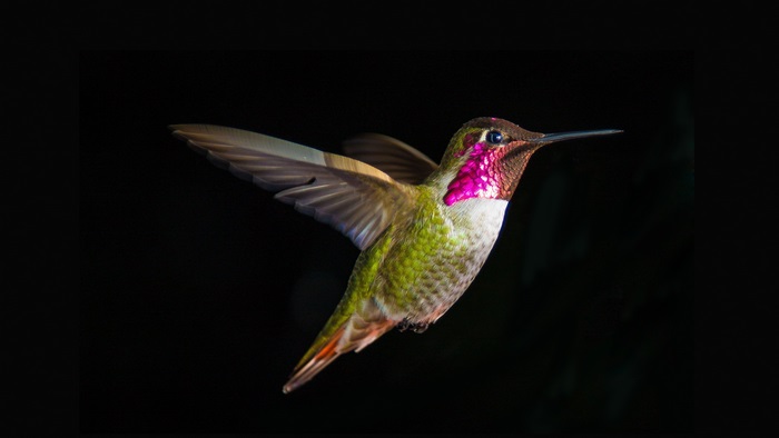 4K Vibrant Hummingbird in Flight