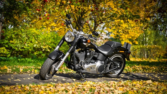 4K Harley Davidson Motorcycle Amid Autumn Leaves