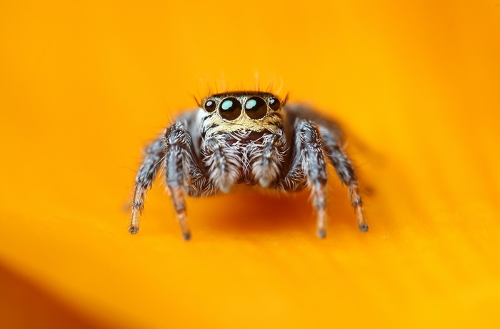 Jumping spider on orange background 4K