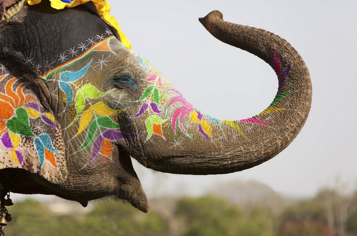 Colorfully Painted Elephant with Raised Trunk 4K