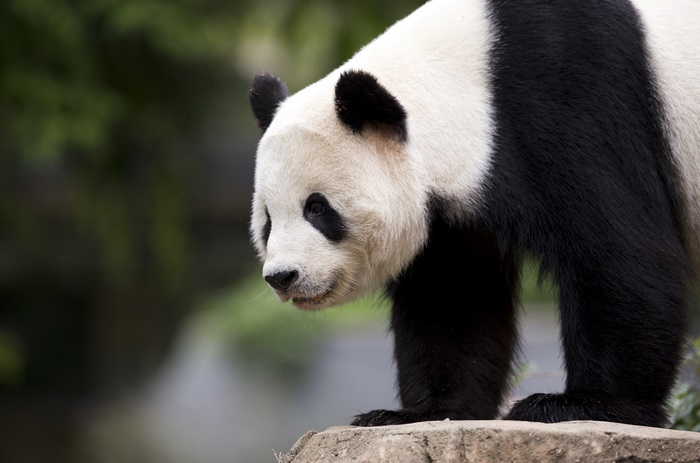 Giant Panda on a Rock