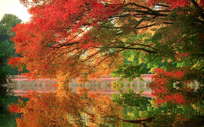 Autumn trees reflecting in water
