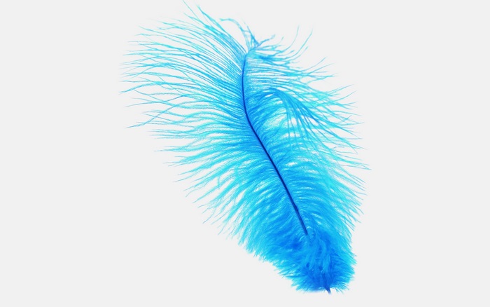 Blue Ostrich Feather 4K
