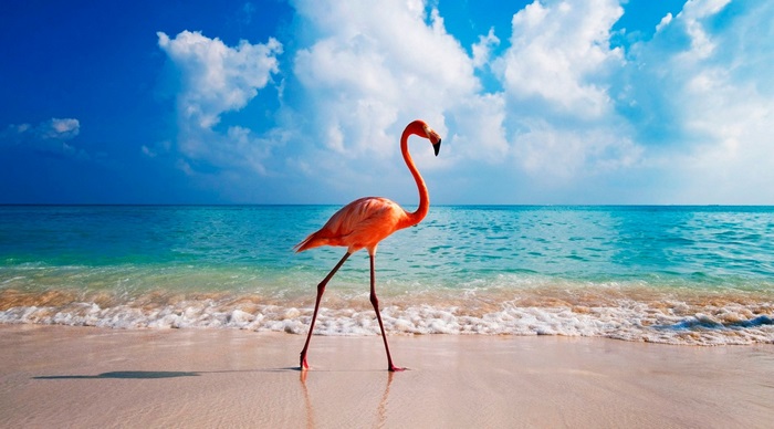 Flamingo on a beach with ocean and clouds