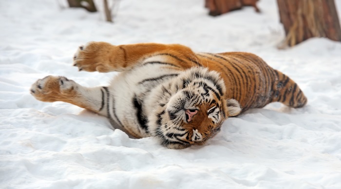 Tiger lying on snow