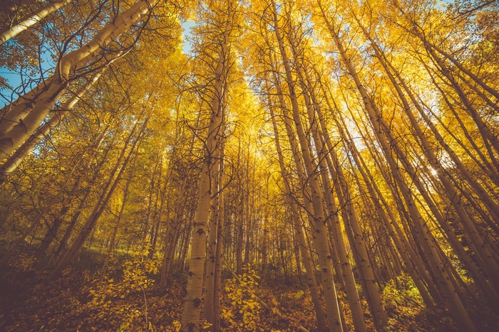 Forest with yellow leaves and tall trees