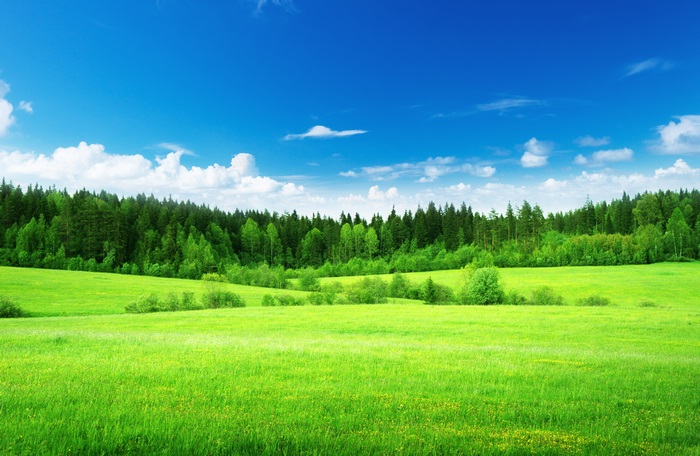 4K Vibrant Green Meadow Under Blue Sky