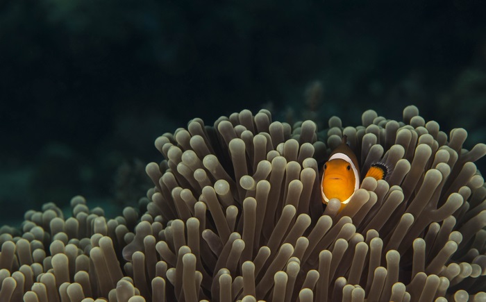 Clownfish in anemone underwater 4K