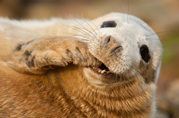 Close-Up of a Playful Grey Seal in 4K