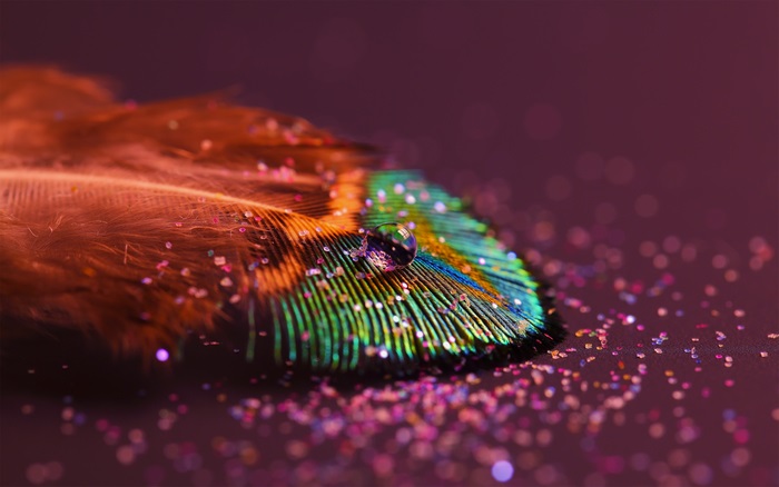 Peacock feather with water drop and glitter 4K