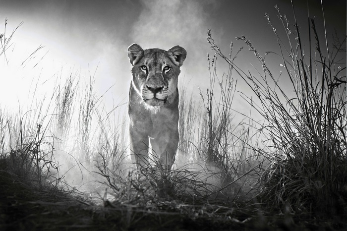 Lioness in tall grass 4K