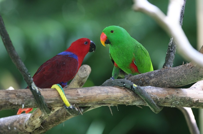 Two Eclectus parrots on a branch