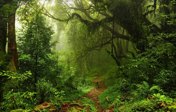 4K Summer Forest Path with Lush Greenery