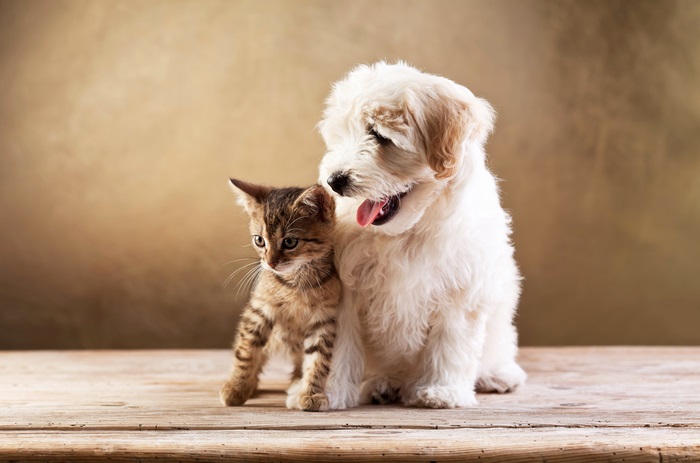 Puppy and Kitten on Wooden Surface 4K