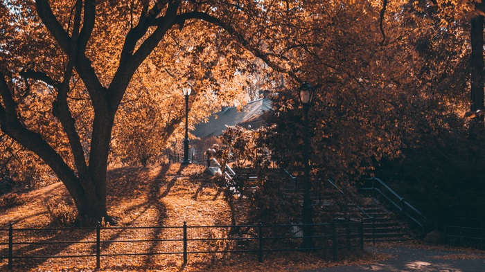 Autumn park with trees and lampposts